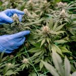 Cannabis: Bislang 16 genehmigte Cannabis-Clubs in Brandenburg