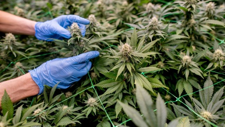 Cannabis: Bislang 16 genehmigte Cannabis-Clubs in Brandenburg
