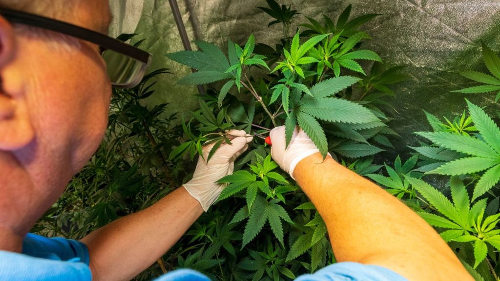 Cannabis: Cannabis-Clubs: Bayern auf Platz elf