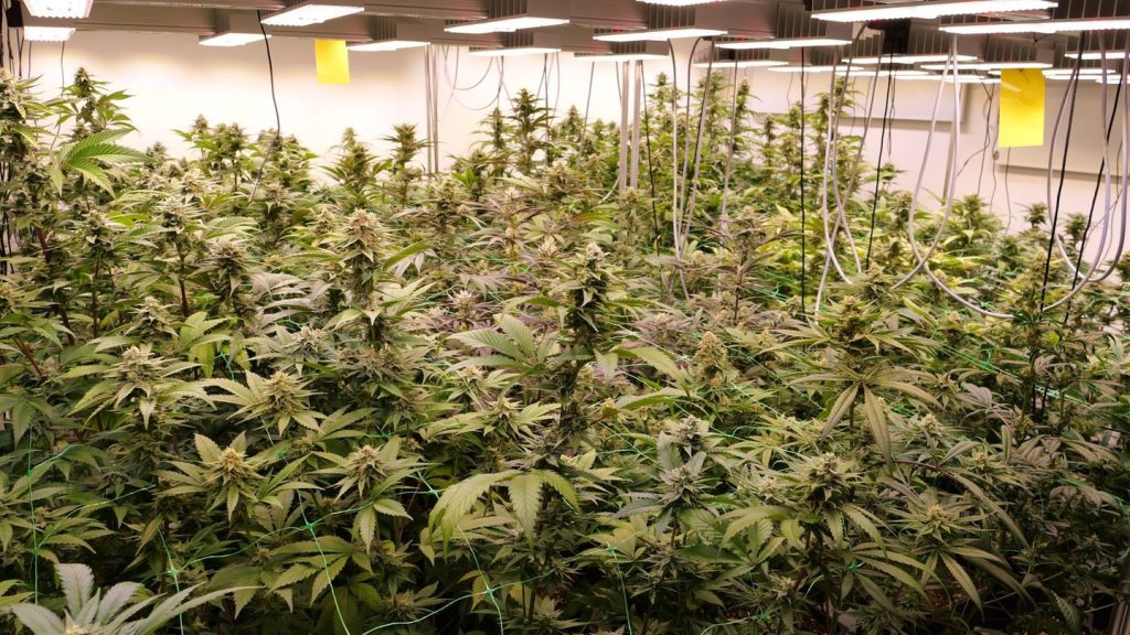 Cannabis: Genehmigungen von Cannabis-Clubs: vier Klageverfahren
