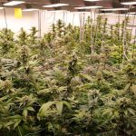 Cannabis: Genehmigungen von Cannabis-Clubs: vier Klageverfahren