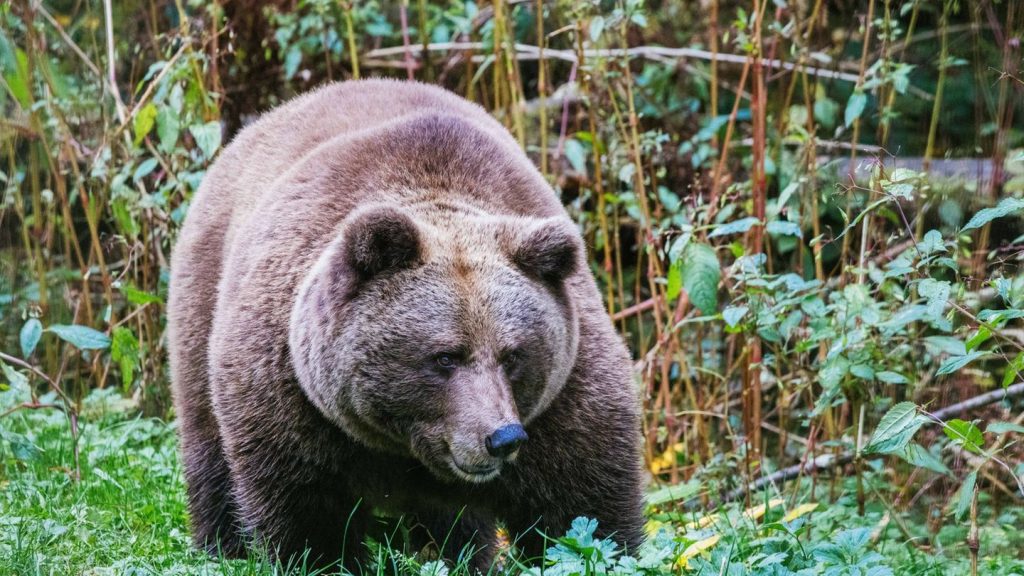Nach Überfall auf Jogger: "Problembärin" Gaia auf Weg in Schwarzwald