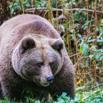 Nach Überfall auf Jogger: "Problembärin" Gaia auf Weg in Schwarzwald