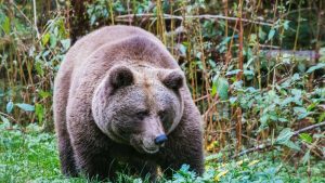 Nach Überfall auf Jogger: "Problembärin" Gaia auf Weg in Schwarzwald