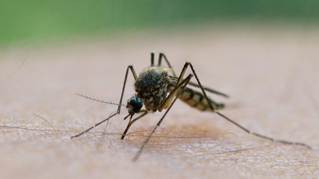 Insekten: Stechmücken-Saison im Anflug