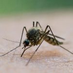 Insekten: Stechmücken-Saison im Anflug