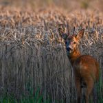 Wetter: Erst Sonne, dann Regen – Wochenende in der Hauptstadtregion