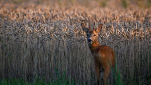 Wetter: Erst Sonne, dann Regen – Wochenende in der Hauptstadtregion