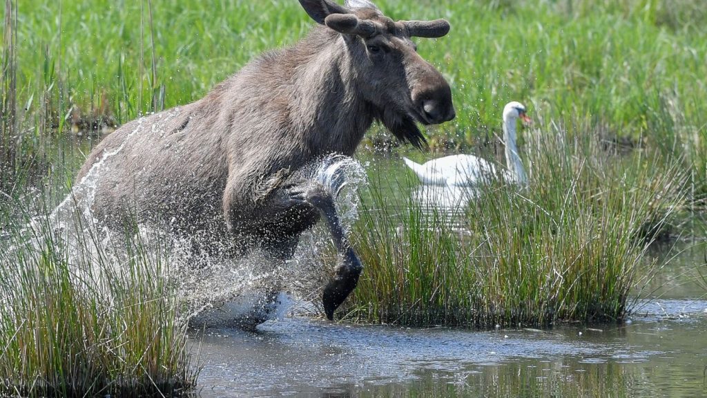 Ausreißerin: "Wilde Olga" - Ausgebüxte Elchkuh in Brandenburg gesichtet