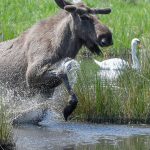 Ausreißerin: "Wilde Olga" - Ausgebüxte Elchkuh in Brandenburg gesichtet