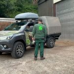 Problembärin: Wildbärin Gaia im Bärenpark angekommen