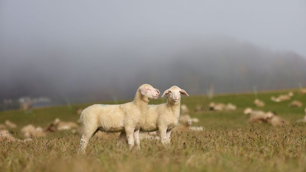 Polizei sucht Zeugen: Schafe mit verschimmeltem Brot gefüttert - viele Tiere tot
