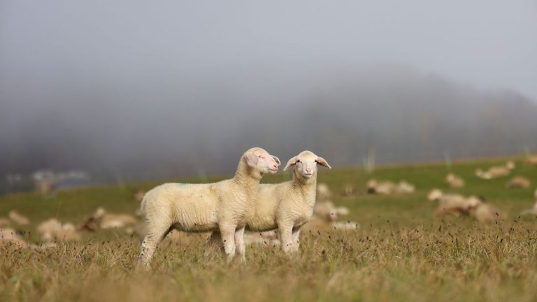 Polizei sucht Zeugen: Schafe mit verschimmeltem Brot gefüttert - viele Tiere tot