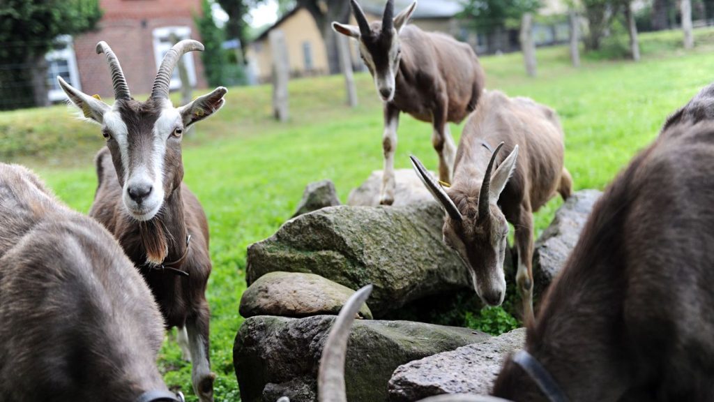 Tierwohl: Land fördert Tierwohl in 209 Thüringer Viehbetrieben