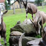 Tierwohl: Land fördert Tierwohl in 209 Thüringer Viehbetrieben