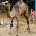 Erste Schritte nach schwerer Misshandlung: Kamel in Pakistan erhält Beinprothese