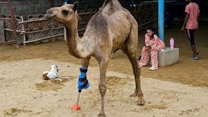 Erste Schritte nach schwerer Misshandlung: Kamel in Pakistan erhält Beinprothese