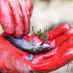 Tiere: Schwarzer Katzenwels alarmiert Hessen