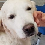 Doppel-Blind-Studie: Trainierte Hunde können Parkinson erschnüffeln