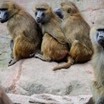 Nürnberg: Geplante Affen-Tötungen: Tierschützer ketten sich im Zoo an