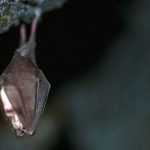 Tiere: Fledermaustollwut in Kita im Saalekreis – 36 Kinder geimpft