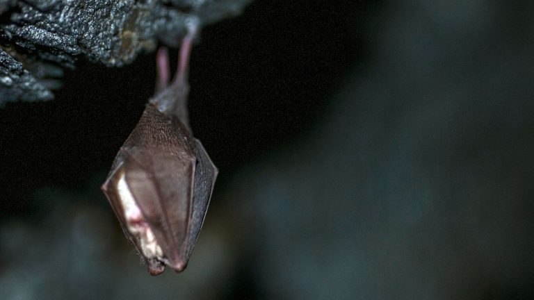 Tiere: Fledermaustollwut in Kita im Saalekreis – 36 Kinder geimpft