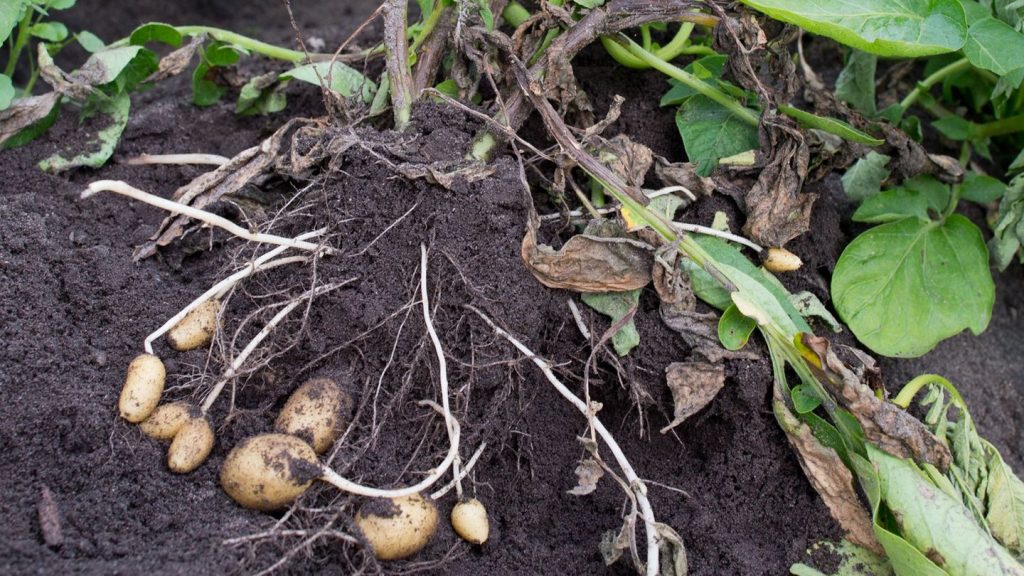 Landwirtschaft: Warum eine Kartoffelkrankheit nicht unterschätzt werden darf