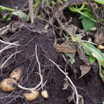 Landwirtschaft: Warum eine Kartoffelkrankheit nicht unterschätzt werden darf