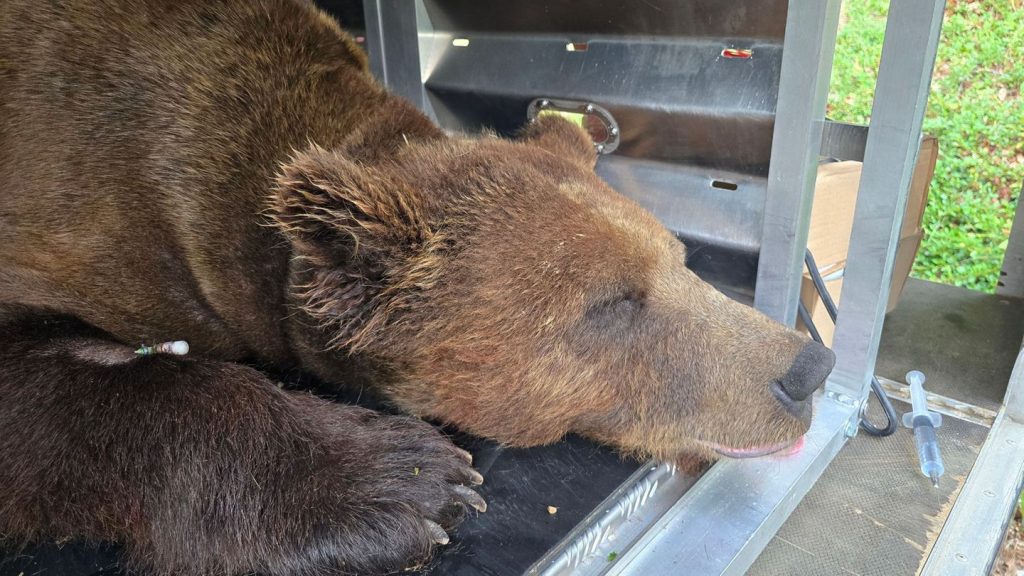 Wildbärin: Wildbärin Gaia muss sich im Bärenpark eingewöhnen