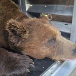 Wildbärin: Wildbärin Gaia muss sich im Bärenpark eingewöhnen