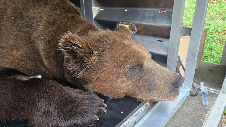Wildbärin: Wildbärin Gaia muss sich im Bärenpark eingewöhnen