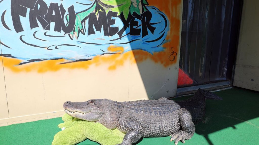 Exotisches Haustier: Krokodil im Garten – Mecklenburgs ungewöhnlichstes Haustier