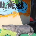Exotisches Haustier: Krokodil im Garten – Mecklenburgs ungewöhnlichstes Haustier