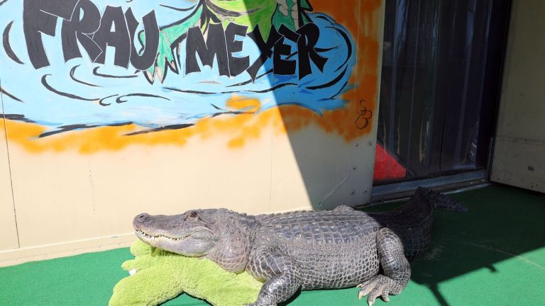 Exotisches Haustier: Krokodil im Garten – Mecklenburgs ungewöhnlichstes Haustier