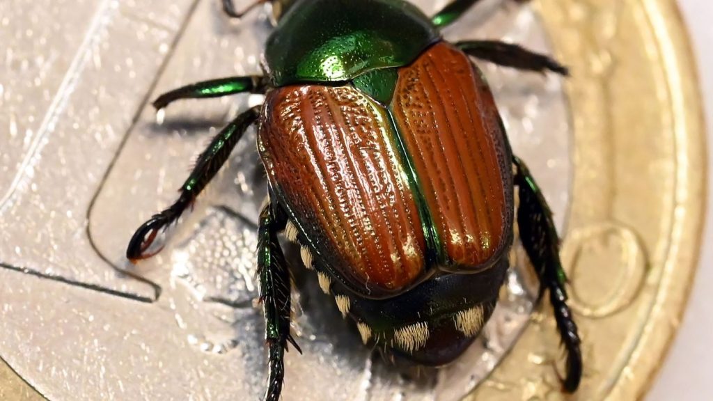 Kahlfraß-Gefahr: Erneut Japankäfer in Bayern gefunden