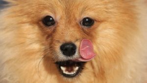 Kassel: Hund vor Supermarkt gestohlen