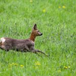 Natur: Jagdverband: Unfallgefahr durch liebestolles Rehwild