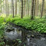 Wasserstände: Enzkreis verbietet Wasserentnahme aus Gewässern