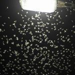 Studie in Baden-Württemberg: Straßenleuchten mit Blenden ziehen viel weniger Insekten an
