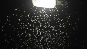 Studie in Baden-Württemberg: Straßenleuchten mit Blenden ziehen viel weniger Insekten an