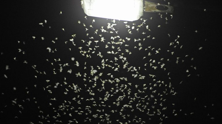 Studie in Baden-Württemberg: Straßenleuchten mit Blenden ziehen viel weniger Insekten an