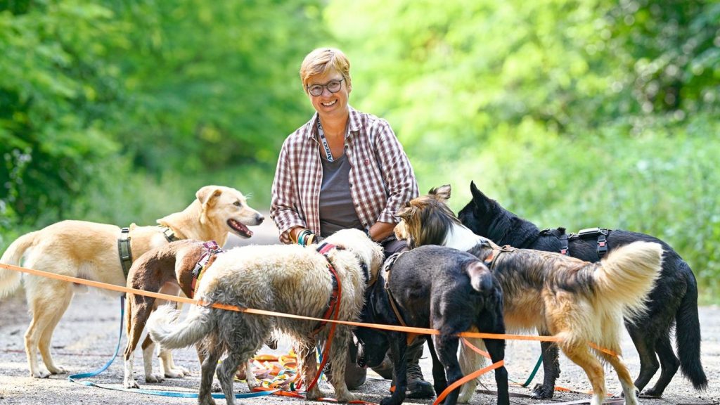 Wie Dogwalker Gruppen formen: Wenn der Job vier Pfoten hat