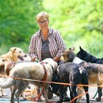 Wie Dogwalker Gruppen formen: Wenn der Job vier Pfoten hat