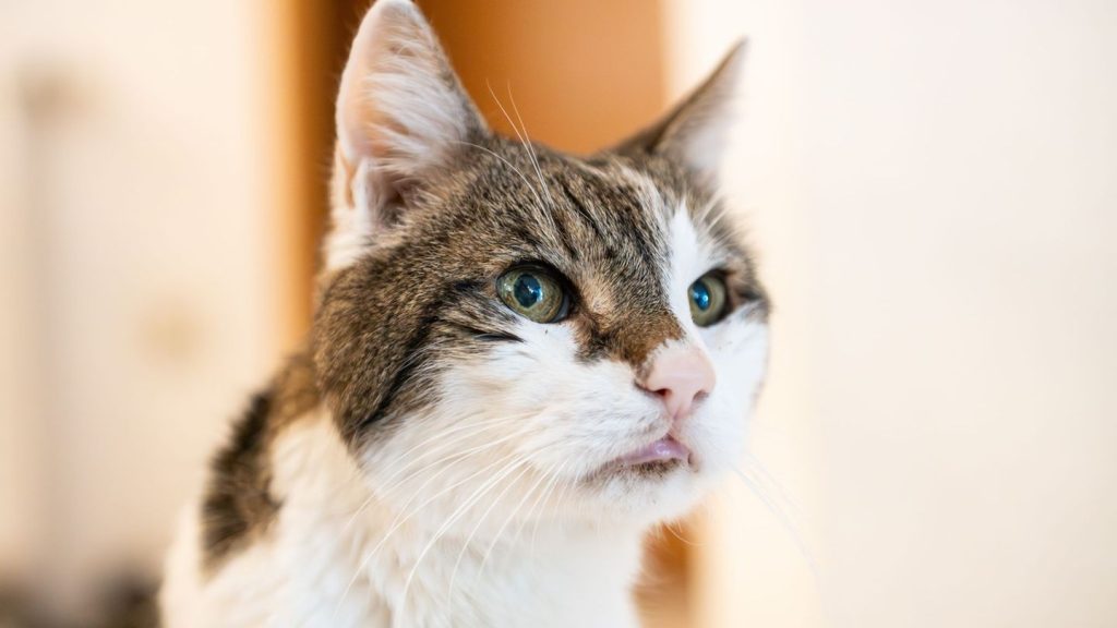 Tiere: Amsterdam will Rettungstreppen für Katzen bauen