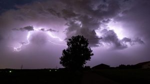 Umwelt: Studie: 320 Mio Bäume sterben pro Jahr durch Blitzschlag