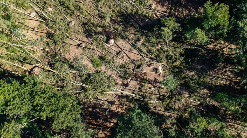 Nach dem Sturm: Wald im Nordwesten Berlins: erste Bereiche freigegeben
