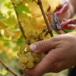 Wein: Federweißen-Lese könnte in vorletzter August-Woche beginnen