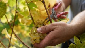 Wein: Federweißen-Lese könnte in vorletzter August-Woche beginnen