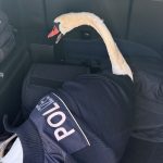 Wörth am Rhein: Schwan im Gleis - Happy End im Streifenwagen