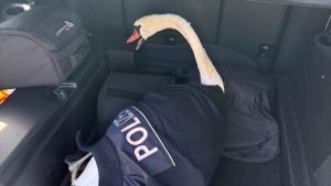 Wörth am Rhein: Schwan im Gleis - Happy End im Streifenwagen
